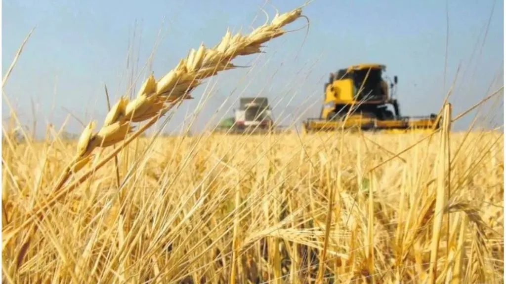 El Niño favorece la campaña del trigo pero puede afectar otros cultivos