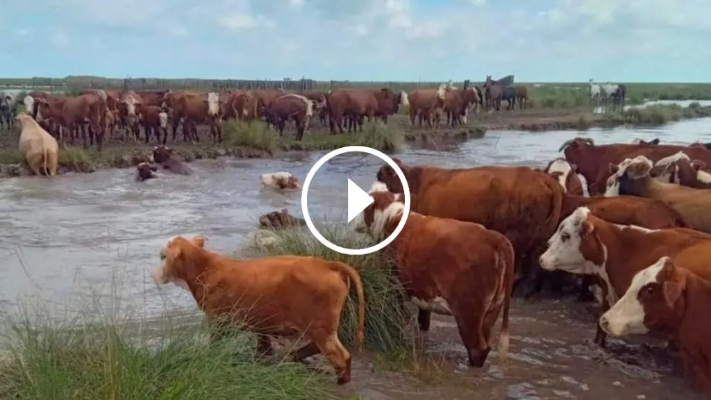 El Niño pone en alerta a la ganadería: trasladan miles de animales por la crecida del Paraná y el Uruguay