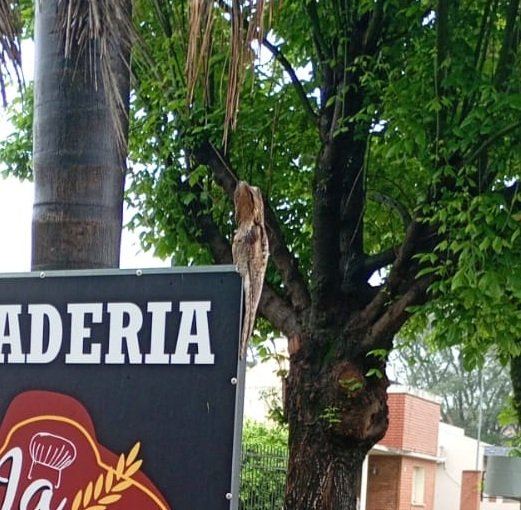El “pájaro fantasma” que sorprendió a los vecinos de Crespo
