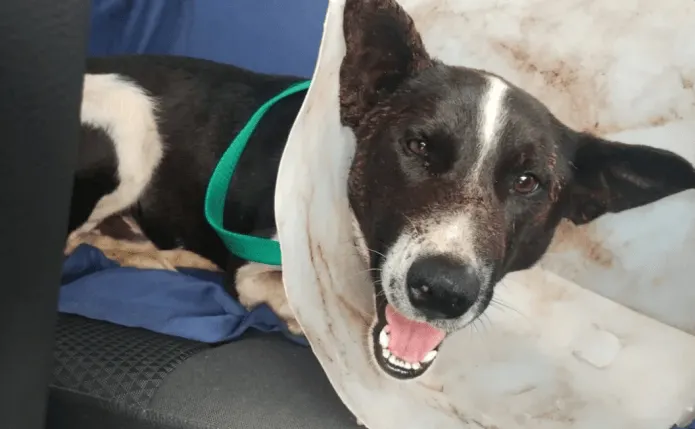 El perro baleado y atropellado volvió a su casa y recaudan fondos para su recuperación