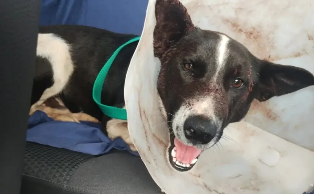 El perro baleado y atropellado volvió a su casa y recaudan fondos para su recuperación