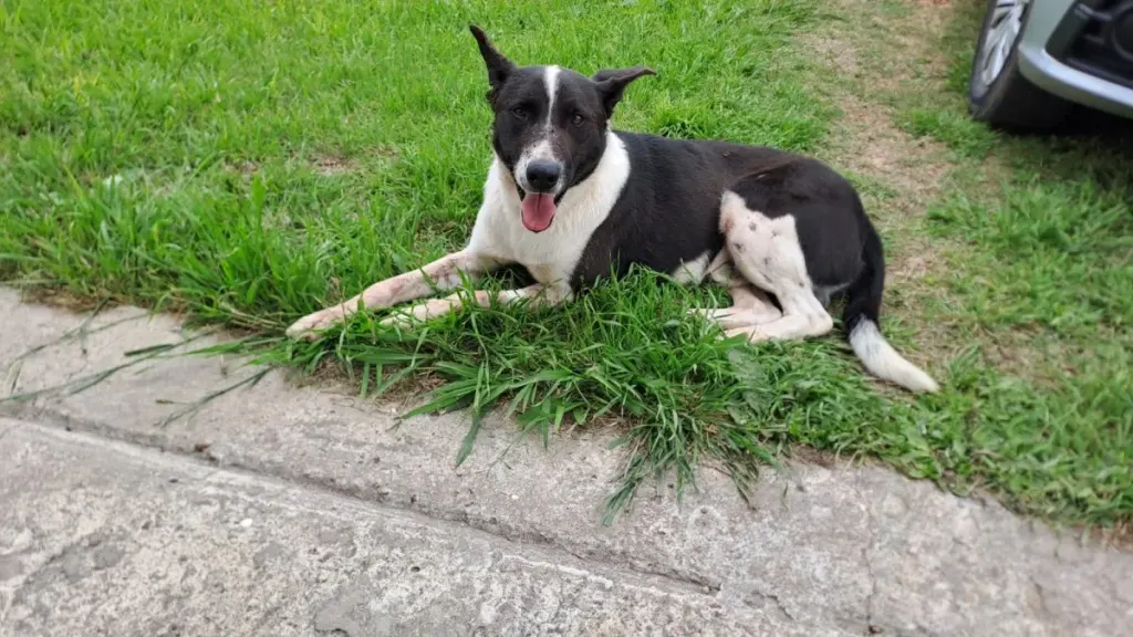 El perro herido en Caseros continúa con tratamiento y presenta lesiones de consideración
