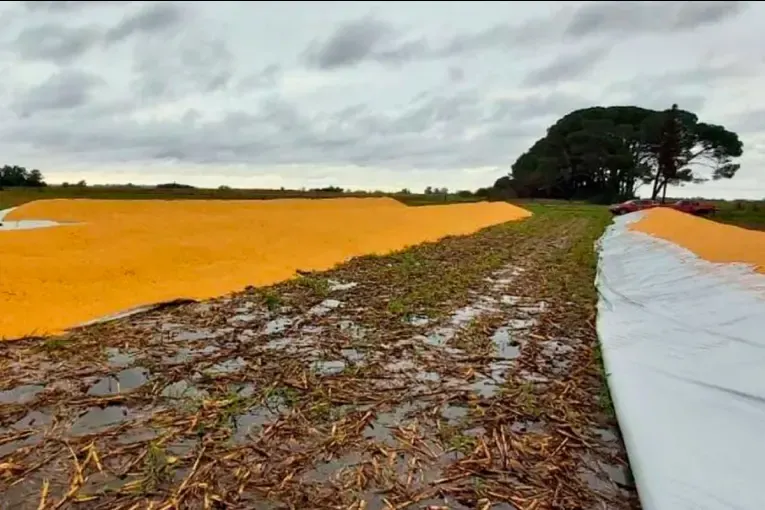 El proyecto contra el vandalismo rural obtuvo media sanción en Diputados: qué penas prevé
