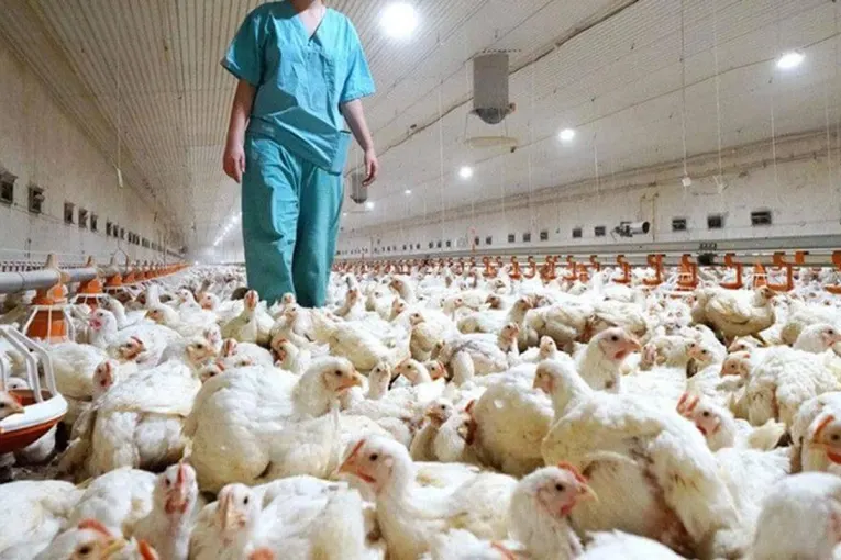 El Senasa suspendió importaciones avícolas desde una zona de Brasil por un brote de Newcastle