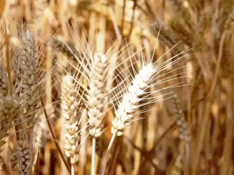 El trigo proyecta rindes superiores al promedio de las últimas cinco campañas pese a las heladas