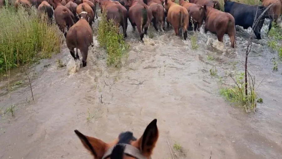 En Buenos Aires se adelantan a la crecida del Paraná: el drama por sacar a los animales de islas entrerrianas