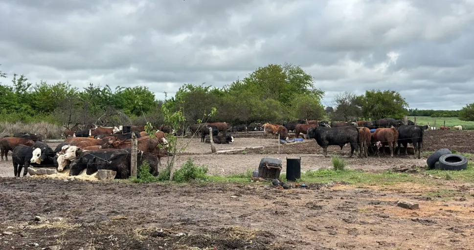 En operativo se detectaron irregularidades ambientales, sanitarias y de bienestar animal en un campo del departamento Paraná