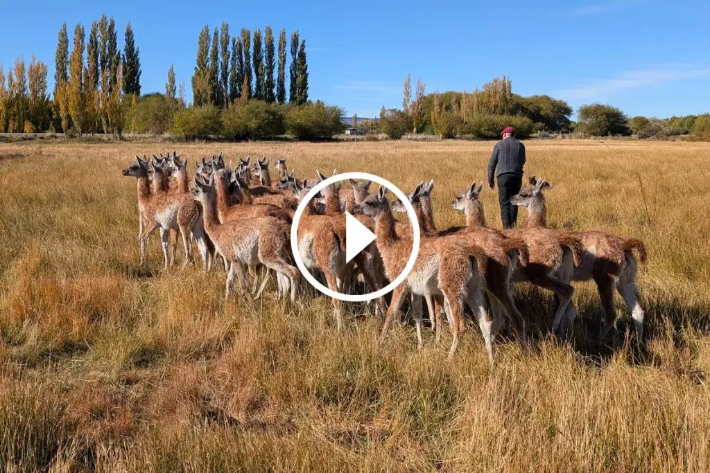 En Santa Cruz amansan guanacos y exportan fibra de lujo