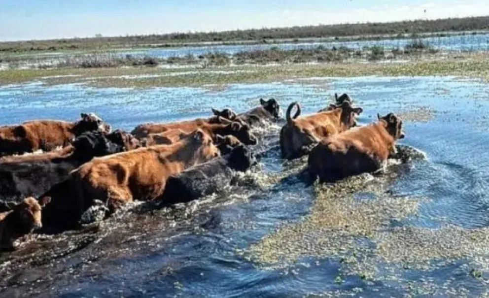 En Victoria aceleran la evacuación de hacienda ante el riesgo de una creciente