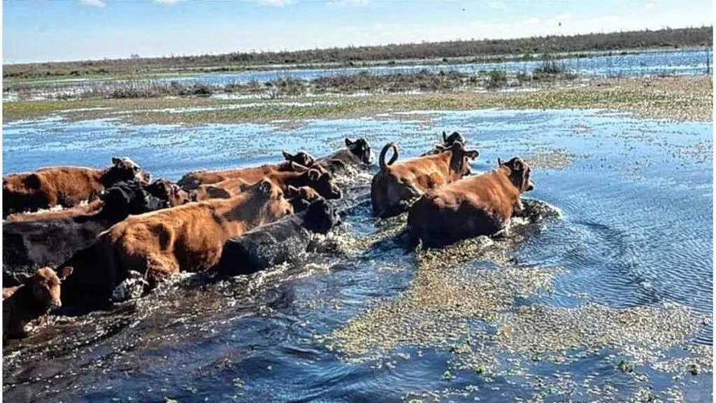 En Victoria aceleran la evacuación de hacienda ante el riesgo de una creciente