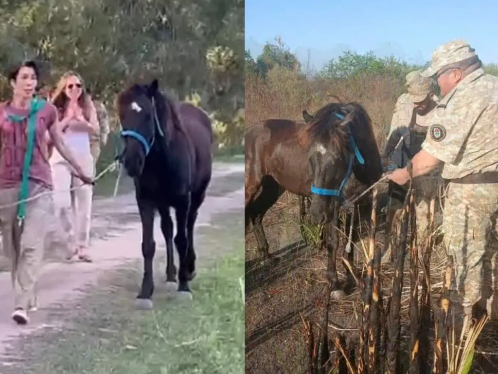 Encontraron a Nano, el caballo que había sido robado en Paraná