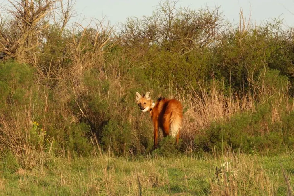 Entre Ríos liberó un nuevo ejemplar de aguará guazú a la vida silvestre: Fue equipado con un collar de rastreo satelital