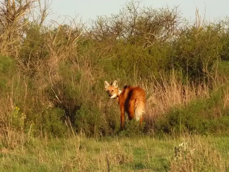 Entre Ríos liberó un nuevo ejemplar de aguará guazú en la Reserva El Potrero