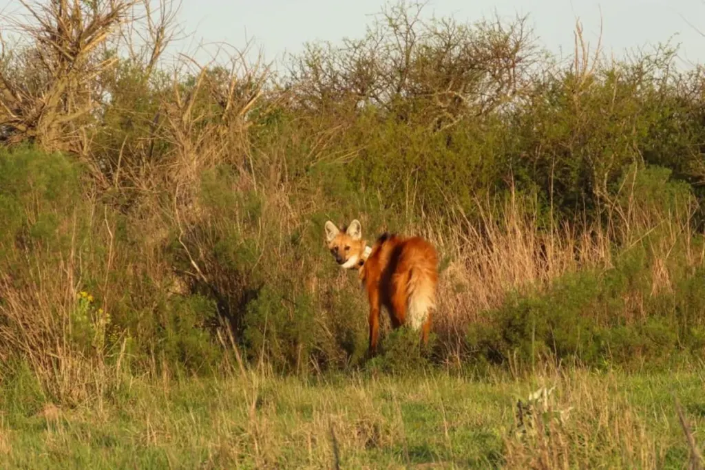 Entre Ríos liberó un nuevo ejemplar de aguará guazú en la Reserva El Potrero