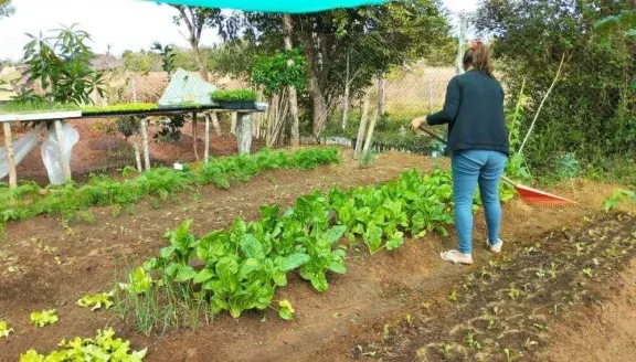  Entregan semillas para impulsar las huertas familiares en primavera-verano