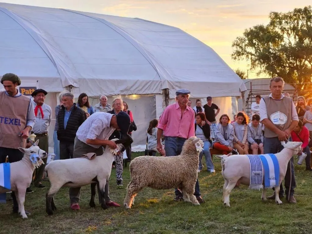 Grandes expectativas por la 9ª Expo Ovina en Urdinarrain