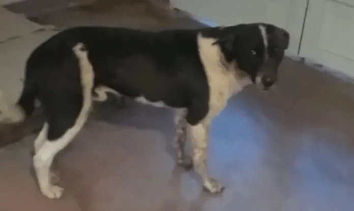 Grave caso de maltrato animal: balearon y atropellaron a un perro