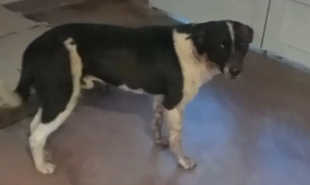 Grave caso de maltrato animal: balearon y atropellaron a un perro