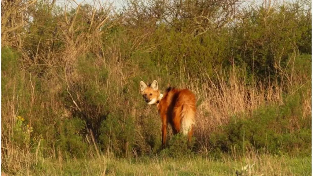 Gualeguaychú: equipan con collar satelital y microchip a un aguará guazú liberado