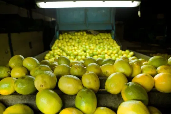 Habilitan la inscripción de establecimientos citrícolas para exportar en 2026-2027