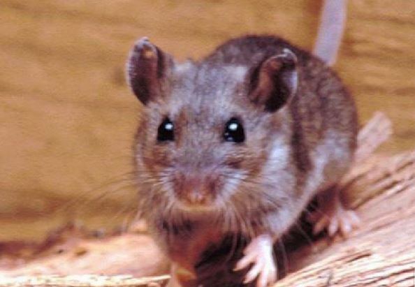 Hantavirus: se notificaron 112 casos confirmados
