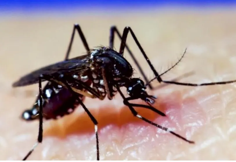 Hay alarma por posible brote de dengue tras el Súper Niño: qué medidas tomar en casa
