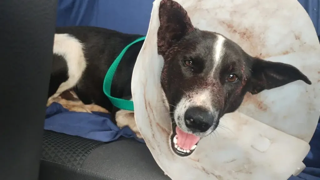 Homero volvió a su hogar y continúa con su recuperación: organizan un bingo solidario