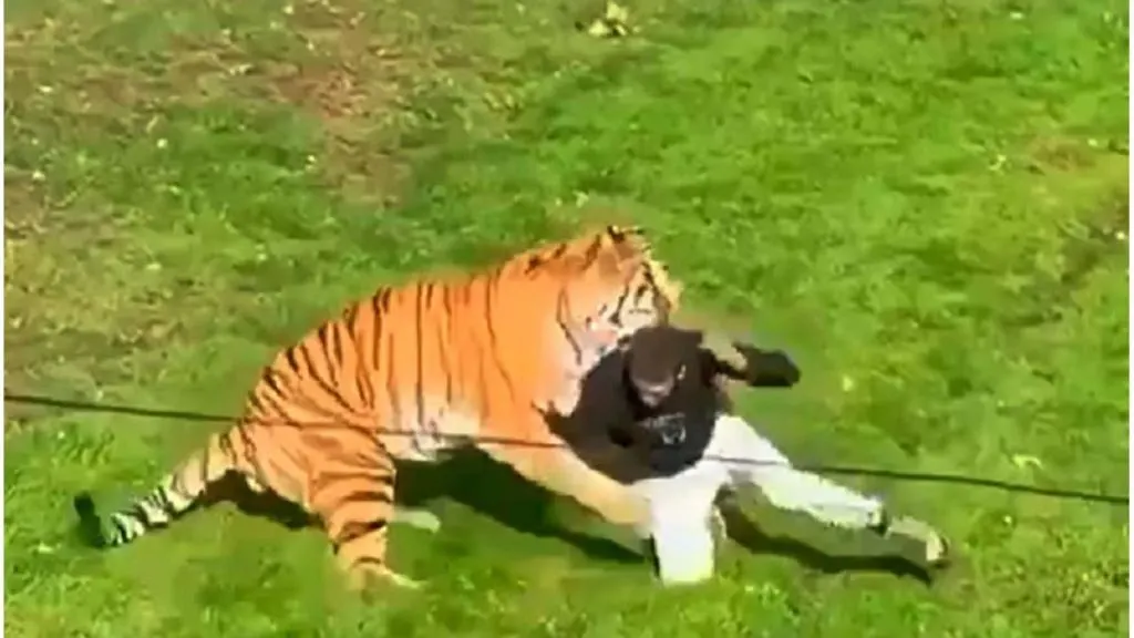 Inglaterra: un hombre murió tras el ataque de un tigre en un parque de vida silvestre