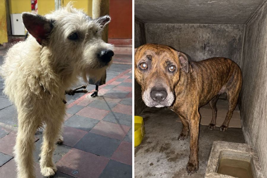 Intervención por maltrato animal en Concordia: retiraron a dos perros y quedaron bajo resguardo municipal