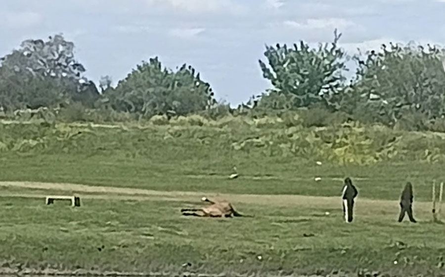 Intervinieron tras el hallazgo de un equino descompensado en el parque de la ciudad