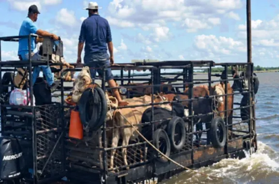 Inundaciones en Corrientes: hay 60.000 vacunos en las islas, se demora la evacuación