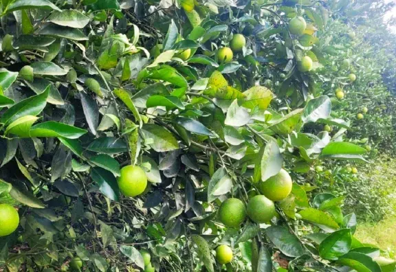 La nueva versión del sistema informático para exportación de cítricos es más ágil y simple