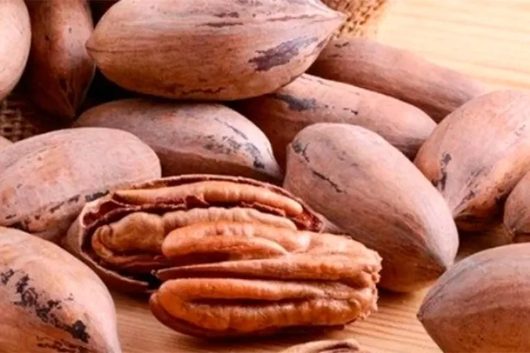 La producción de nuez pecán crece en Entre Ríos y concentra el 45% de la superficie nacional