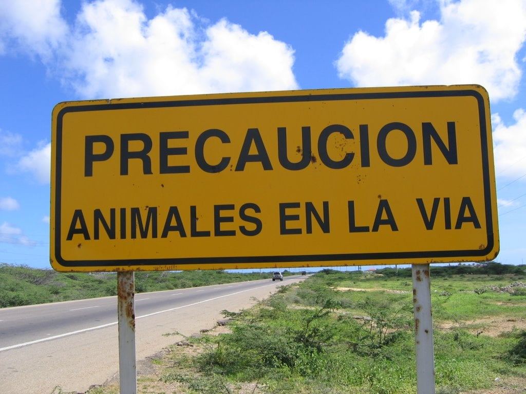 La tragedia en la Ruta 39 reabrió el debate: ¿quién se hace cargo de los animales sueltos?