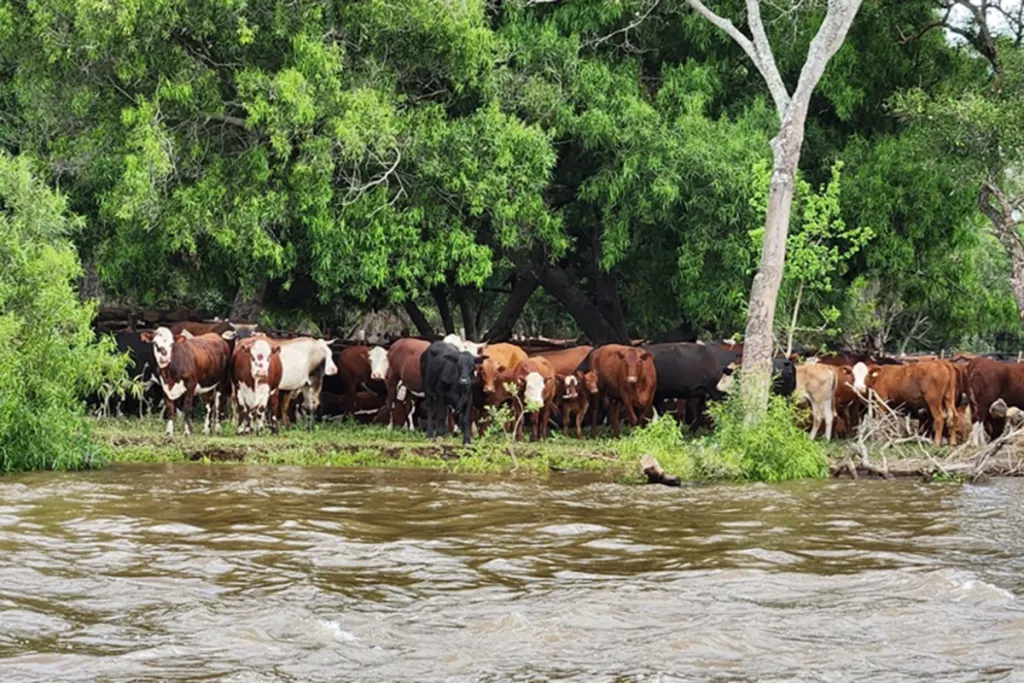 Las crecidas de los ríos Paraná y Uruguay provocan éxodo bovino, cosechas demoradas y preocupación por una plaga