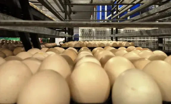 Las exportaciones de ovoproductos crecieron 18% en valores en ocho meses