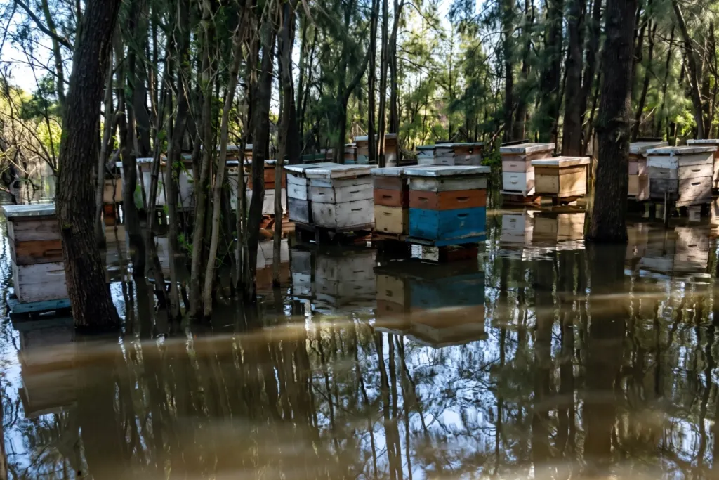 Las lluvias abundantes y la crecida de los ríos también son una amenaza para las abejas