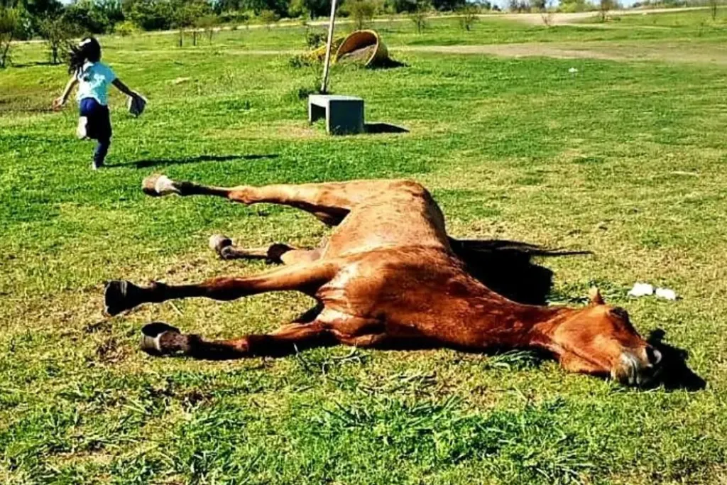 Le practicaron la eutanasia a caballo desvanecido en un parque: explican los motivos de la extrema decisión