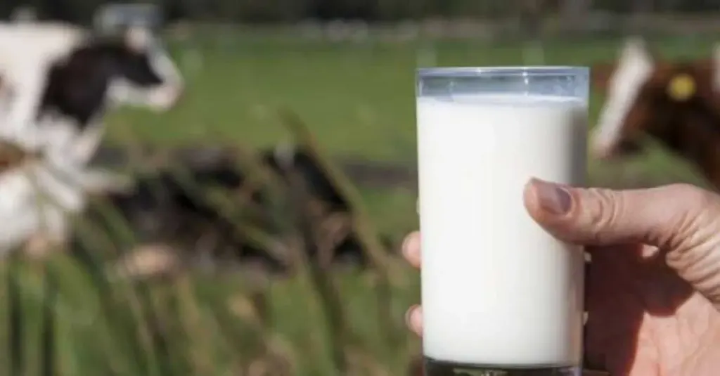 Lenta mejora en la calidad de la leche en Argentina