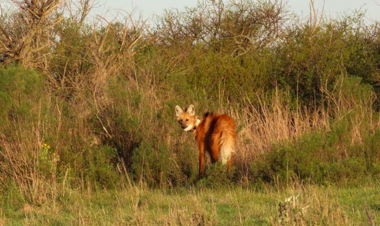 Liberaron un nuevo ejemplar de aguará guazú en una Reserva de Gualeguaychú