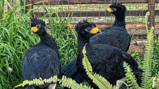 Llegaron tres ejemplares de muitú a Entre Ríos para su conservación