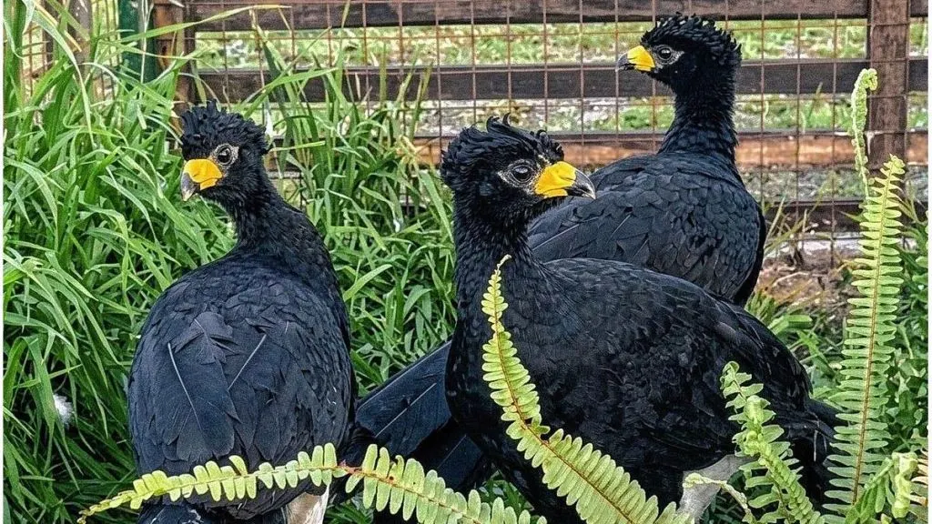 Llegaron tres ejemplares de muitú a Entre Ríos para su conservación