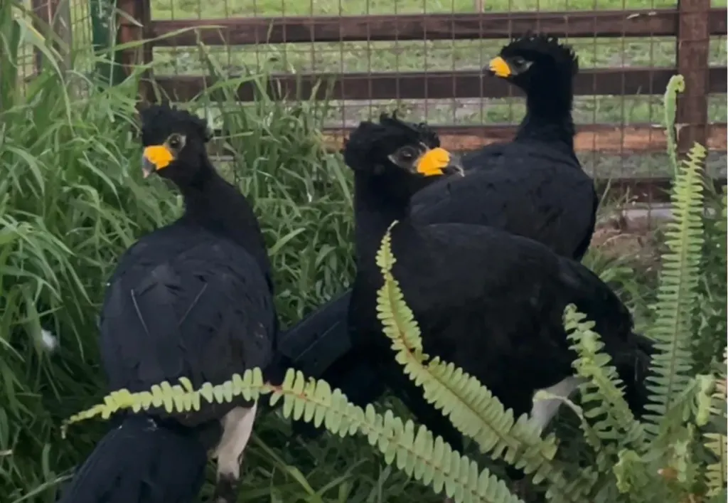 Llegaron tres ejemplares de muitú a Parque Pericos, en el departamento Uruguay