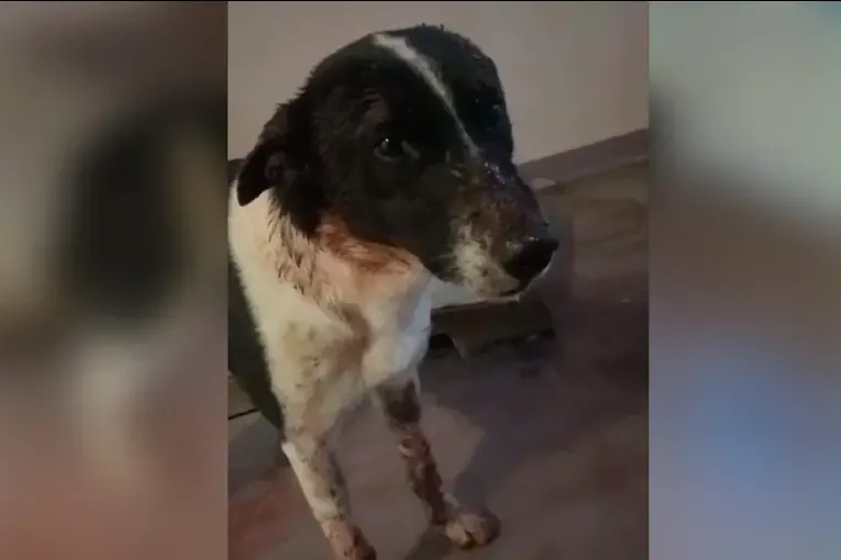 Mejora el perro baleado con una carabina y presuntamente atropellado en Caseros