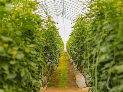 Mendoza acelera la hidroponía y ya suma 18.650 m²
