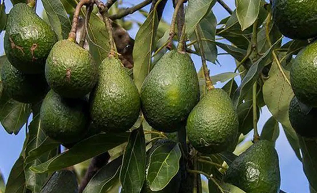 Murió un bebé tras recibir el impacto de una palta que cayó de un árbol