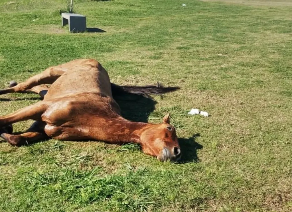Murió un caballo en el Parque de la Ciudad y denuncian falta de asistencia