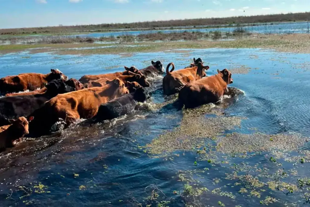 Murió un hombre mientras trasladaba ganado en una zona inundada por la crecida del Paraná