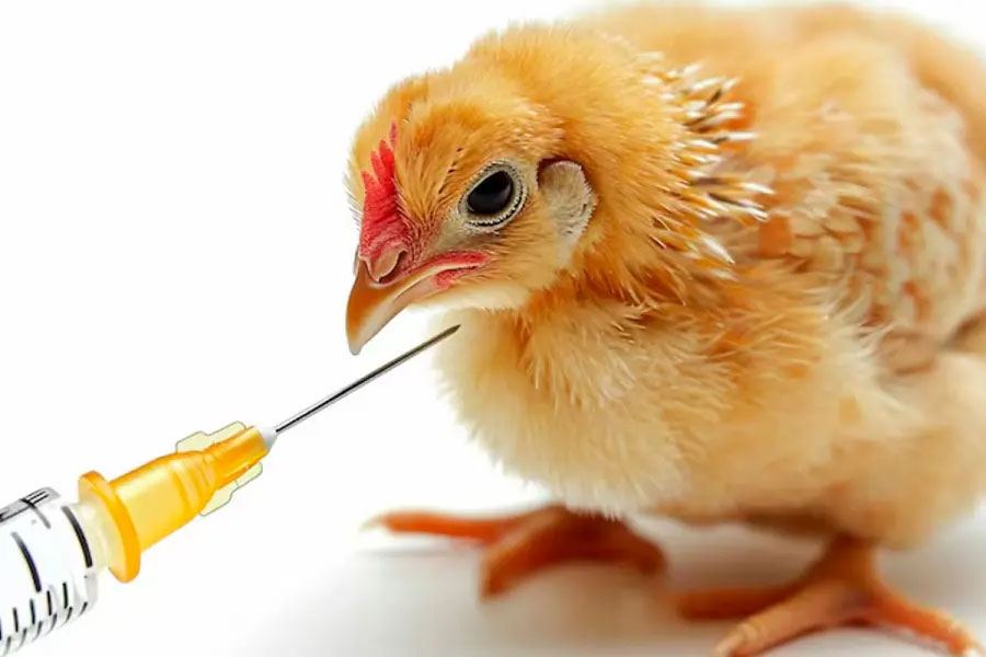 Nueva vacuna protege a las aves de producción frente a tres enfermedades de alto impacto