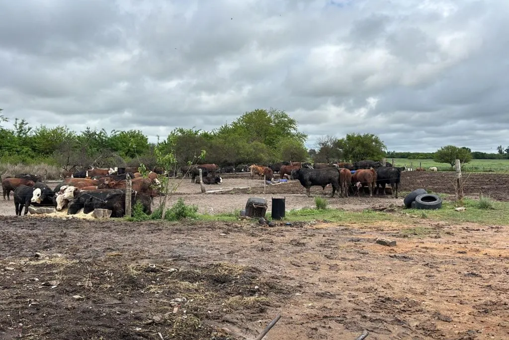 Operativo conjunto permitió detectar graves irregularidades ambientales, sanitarias y de bienestar animal en un predio rural
